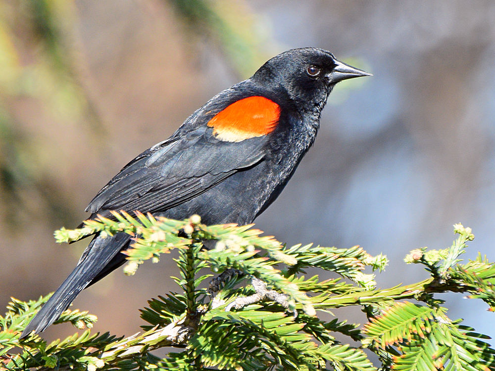Blackbird9.jpg