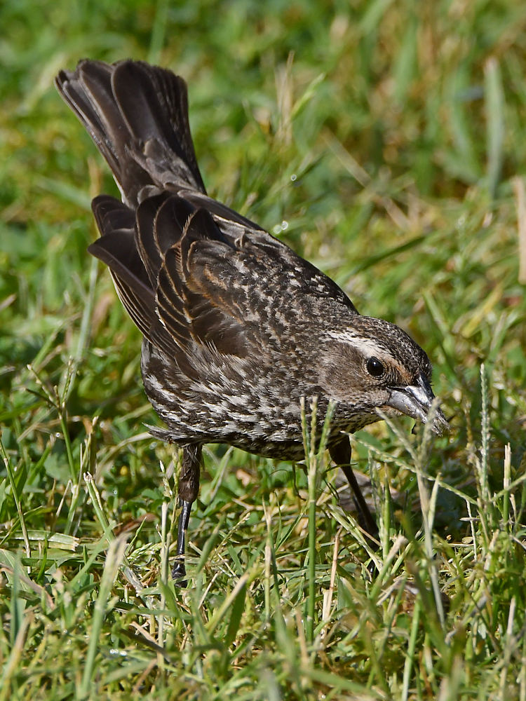 Blackbird9.jpg