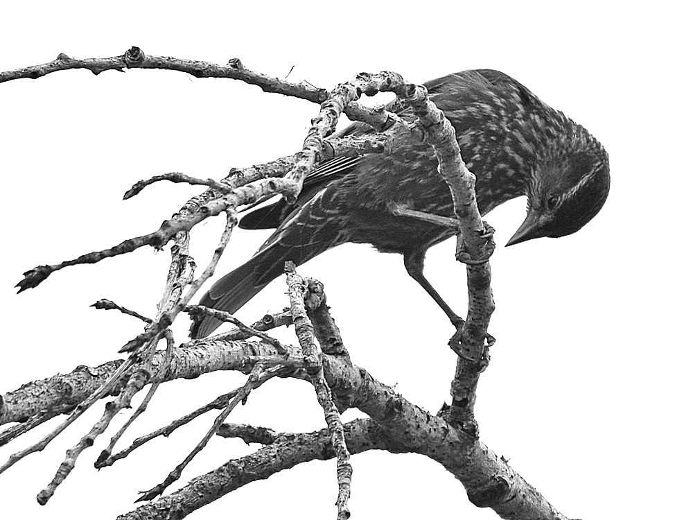 BlackBirdBW.jpg