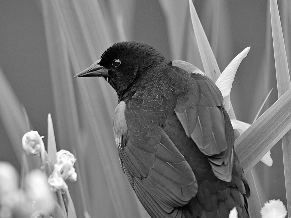 BlackbirdBW.jpg