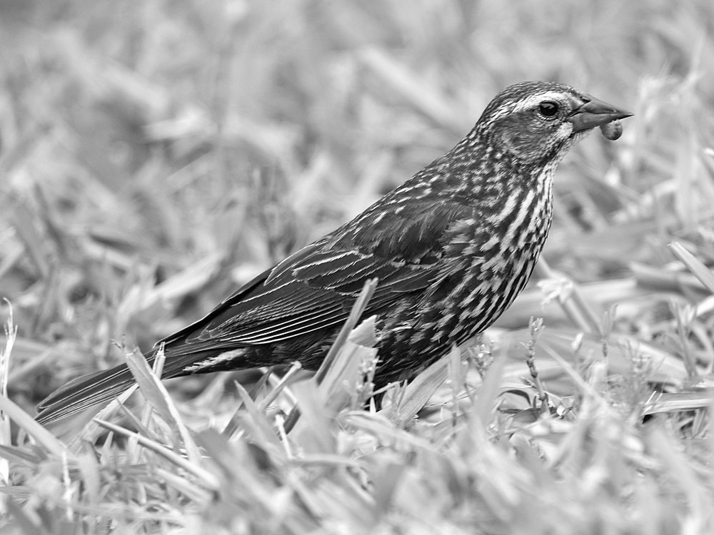 BlackbirdBW.jpg