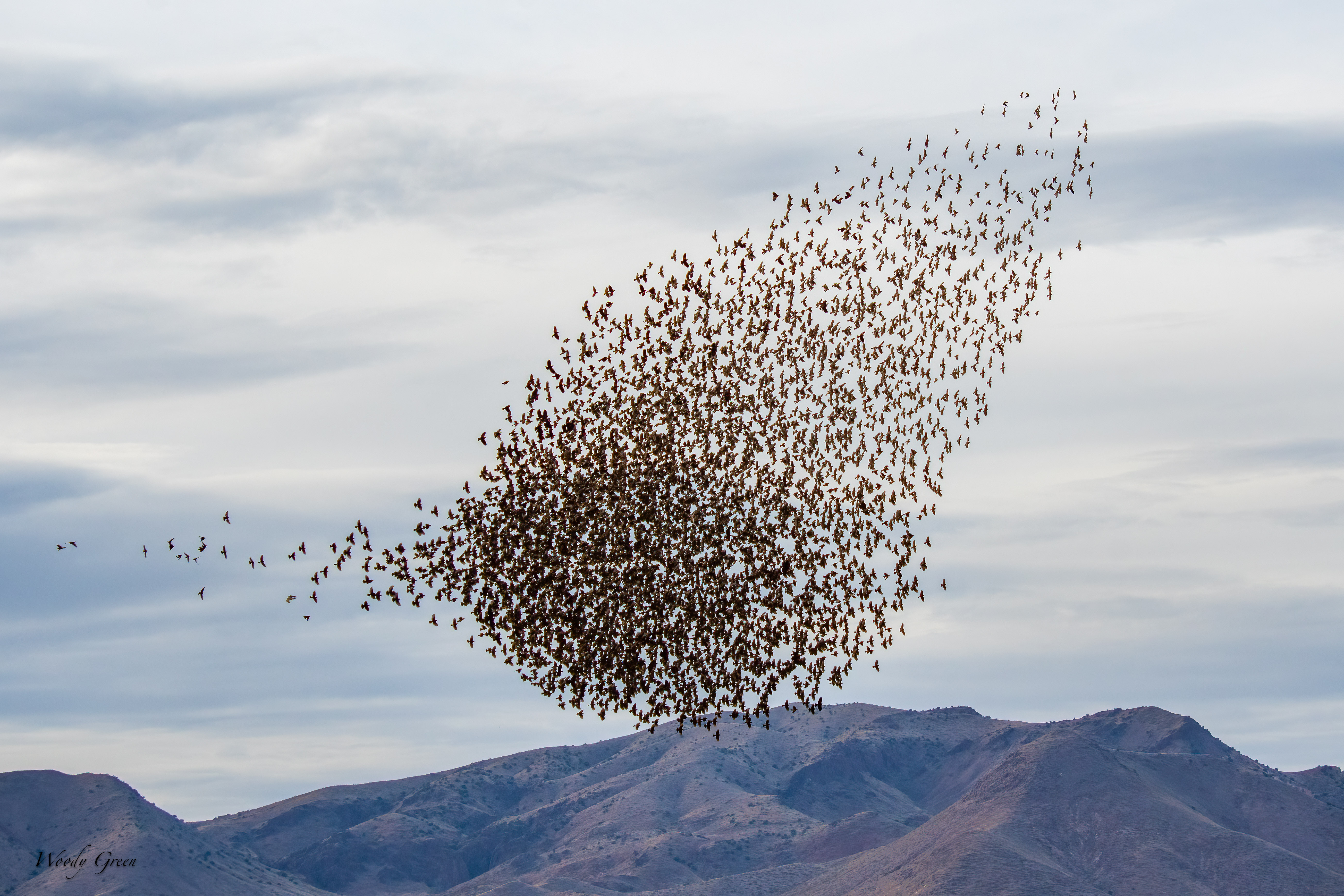 BlackbirdMurmuration-280.jpg