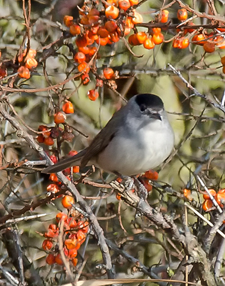 BlackCap.jpg