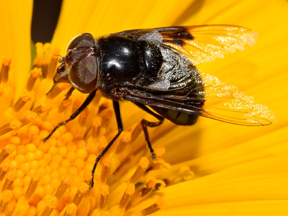 BlackFly3.jpg
