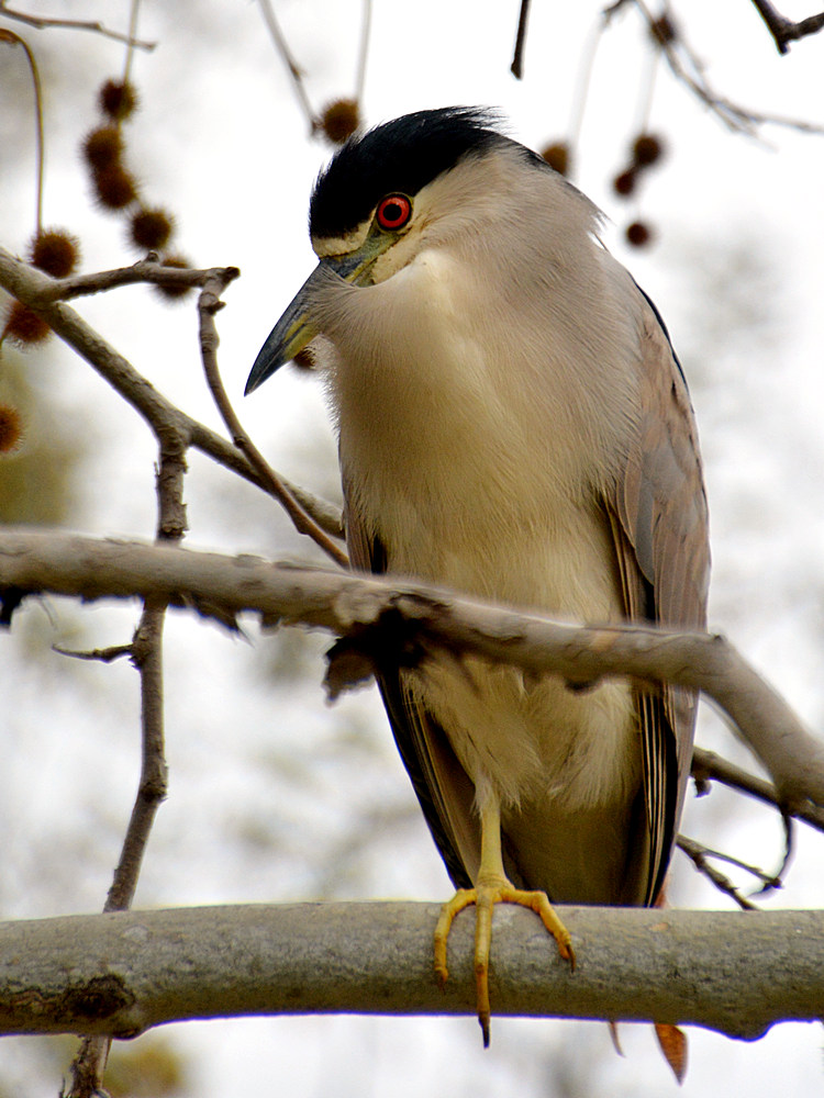 BlackHeron.jpg