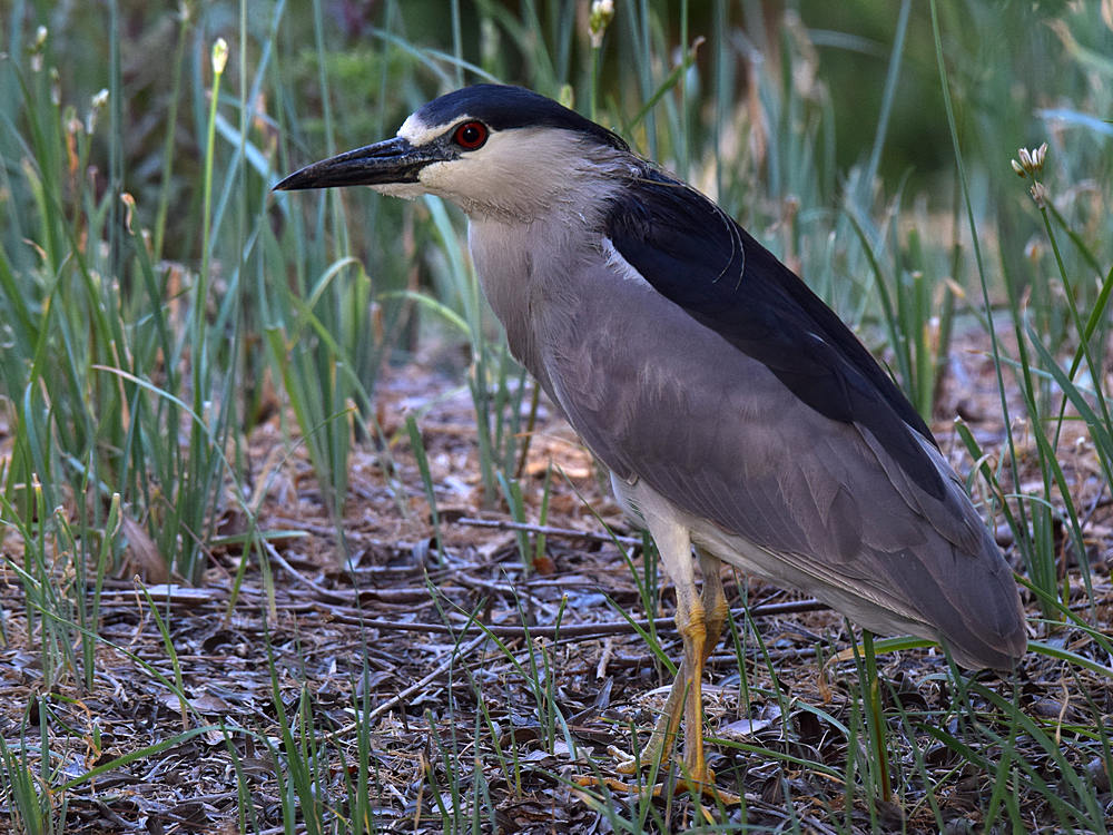 BlackHeron.jpg
