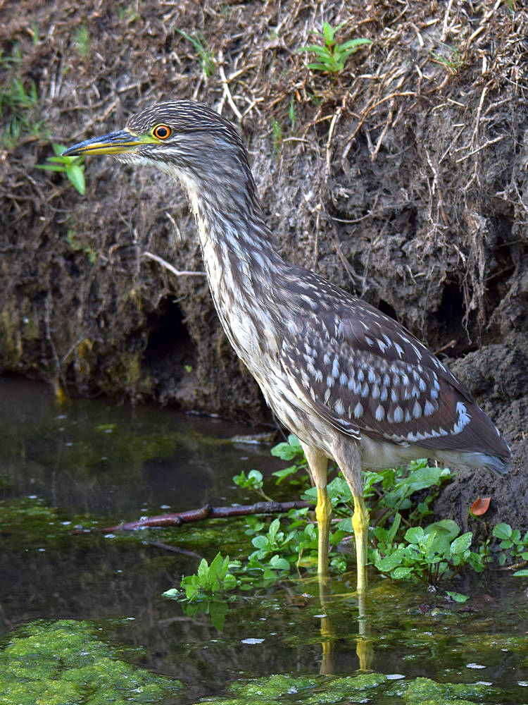BlackHeron.jpg
