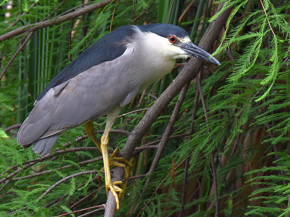 BlackHeron.jpg