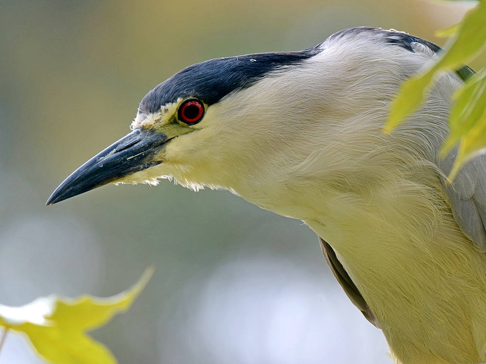 BlackHeron.jpg