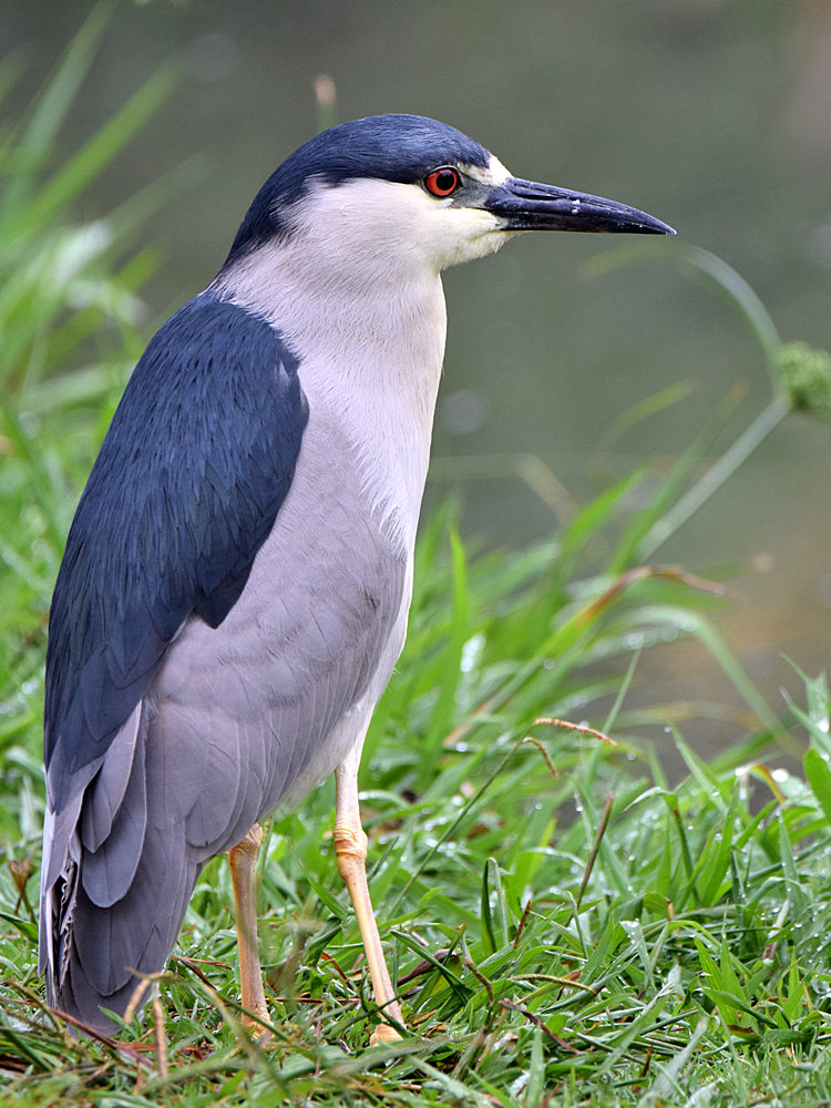 BlackHeron.jpg