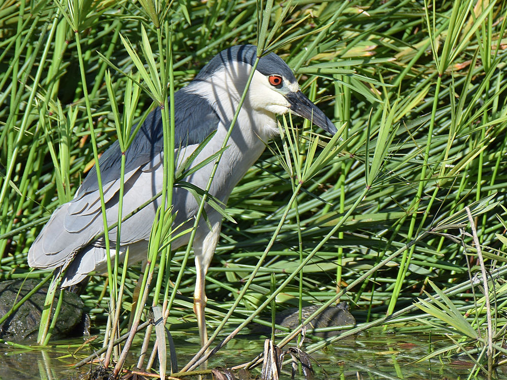BlackHeron.jpg