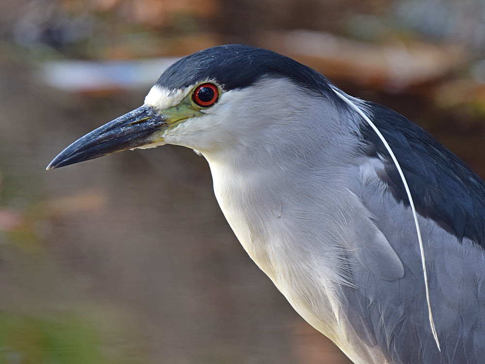 BlackHeron.jpg