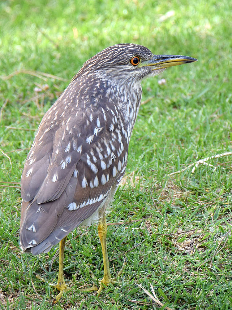 BlackHeron.jpg