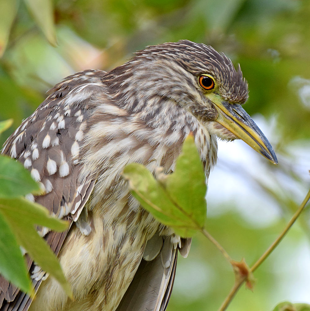 BlackHeron.jpg
