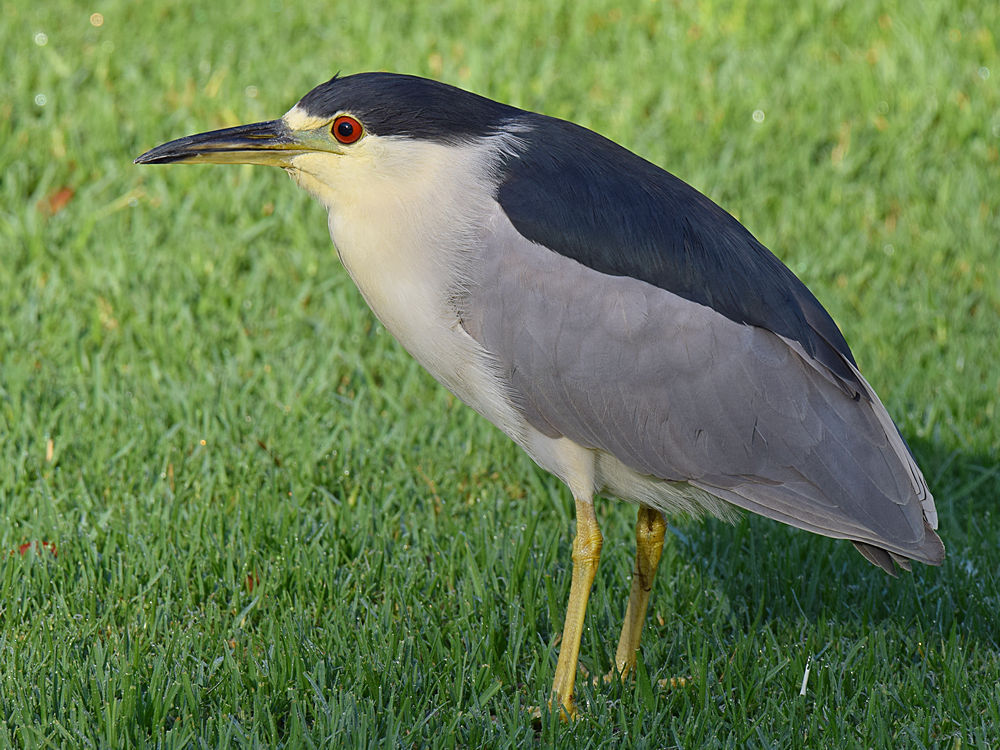 BlackHeron.jpg