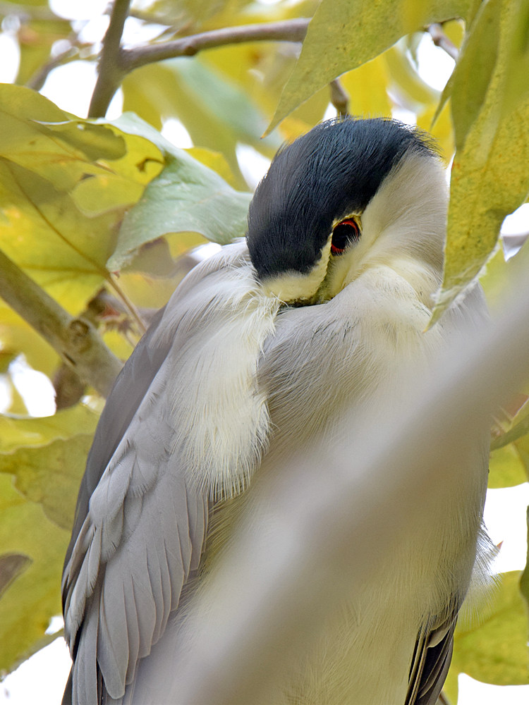 BlackHeron.jpg