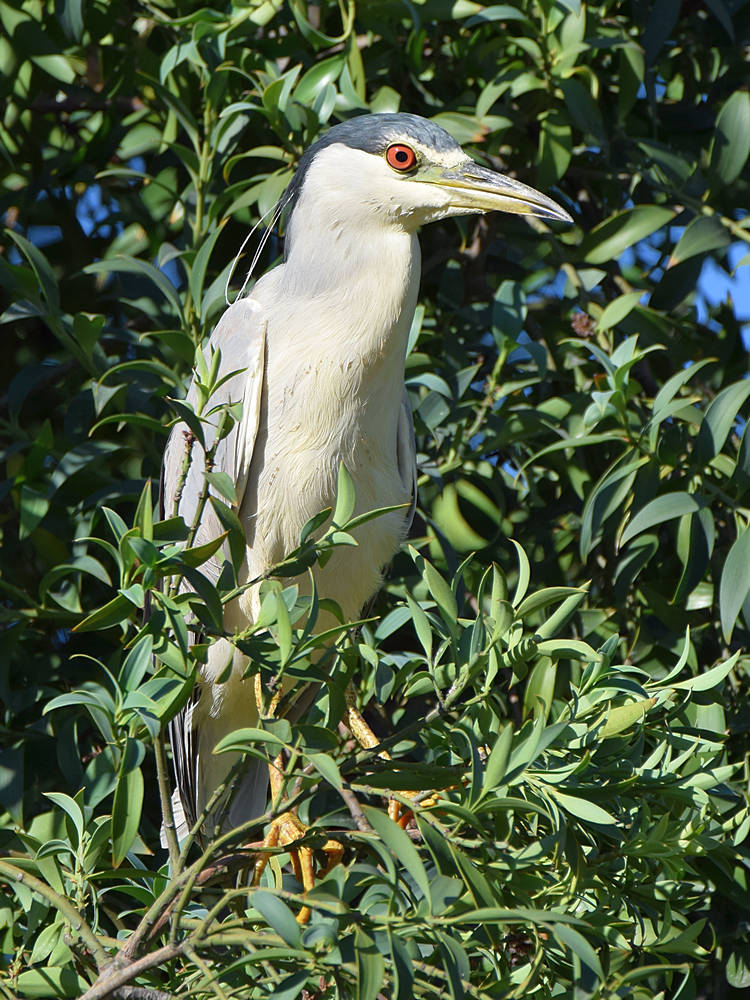 BlackHeron.jpg