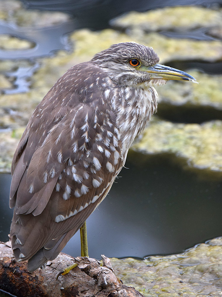 BlackHeron.jpg