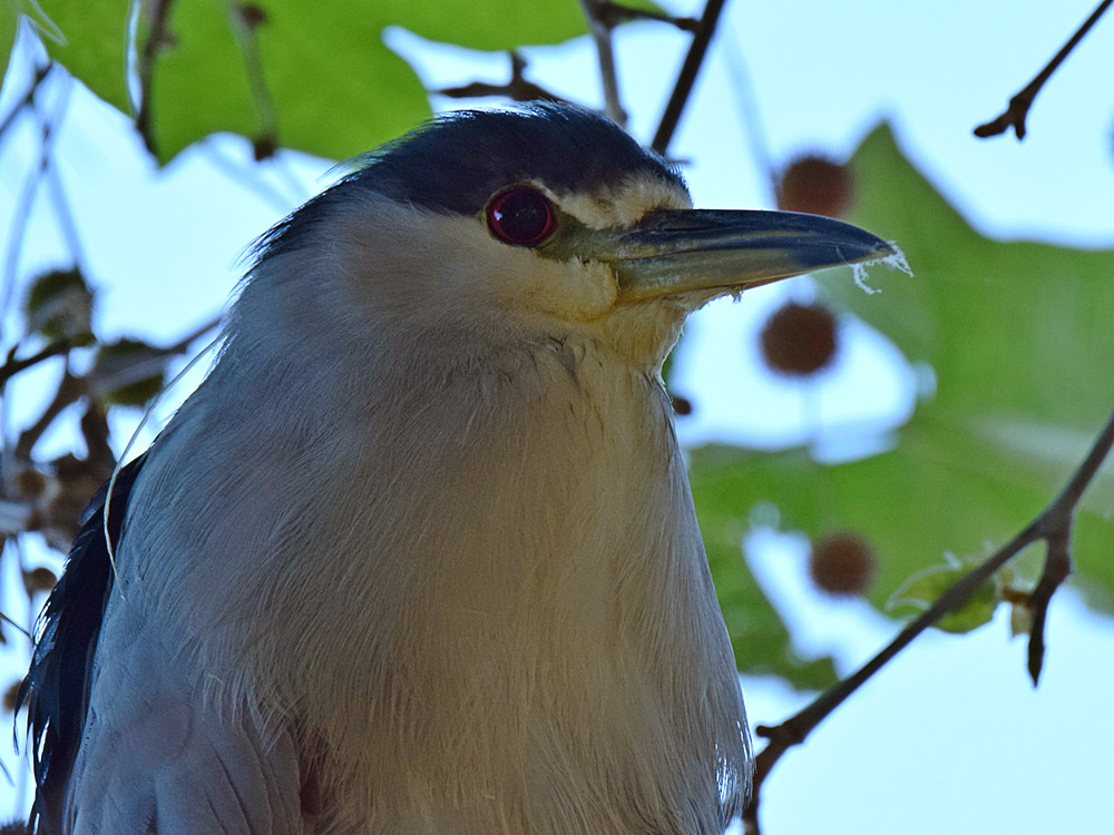 BlackHeron.jpg