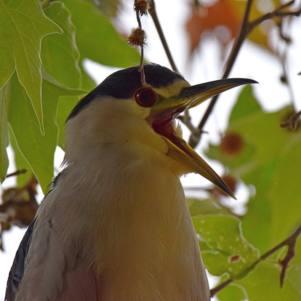 BlackHeron.jpg