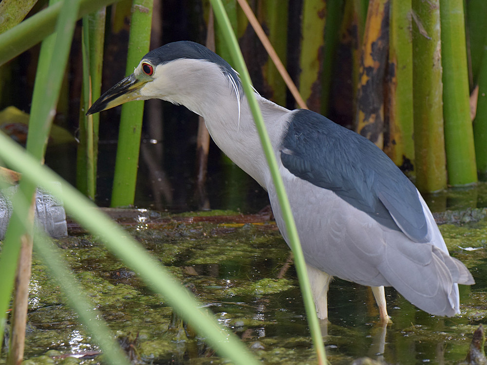 BlackHeron.jpg