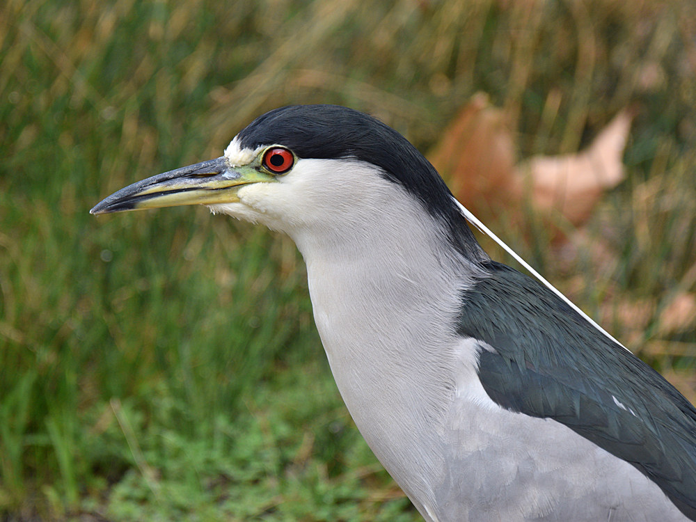 BlackHeron.jpg