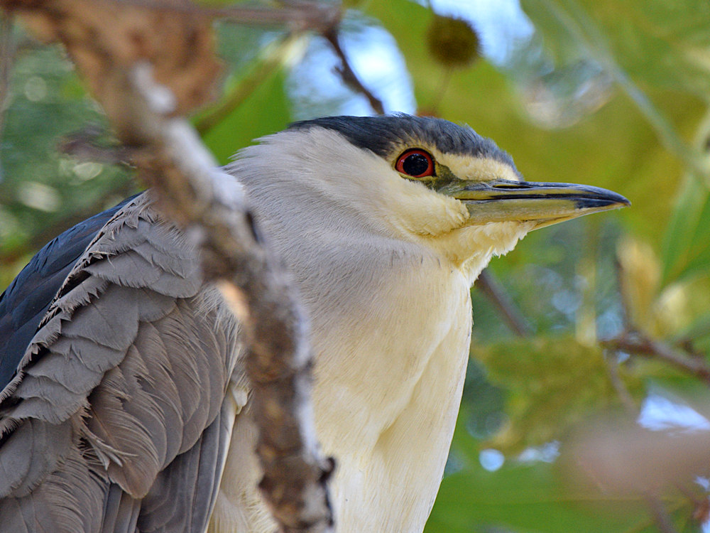 BlackHeron.jpg