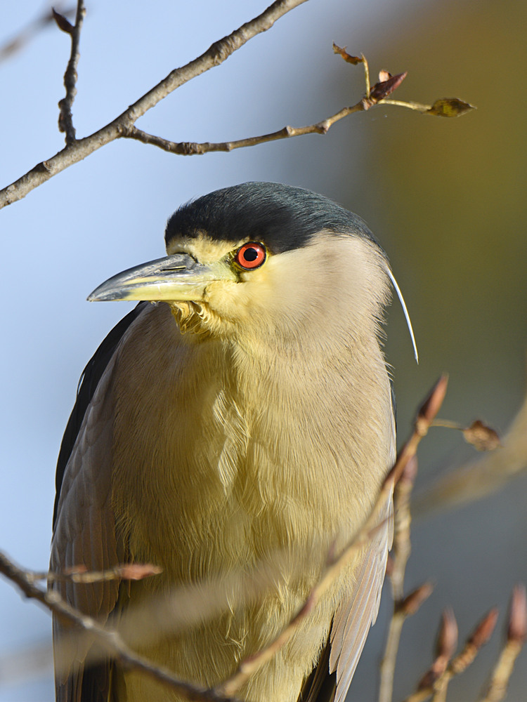 BlackHeron.jpg