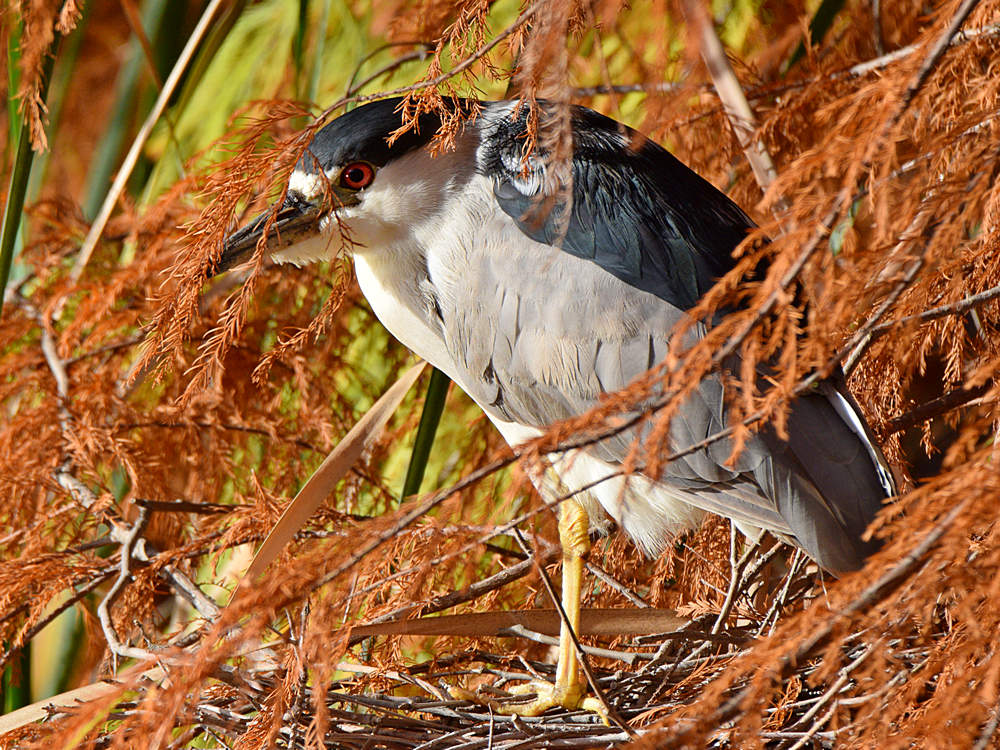 BlackHeron.jpg