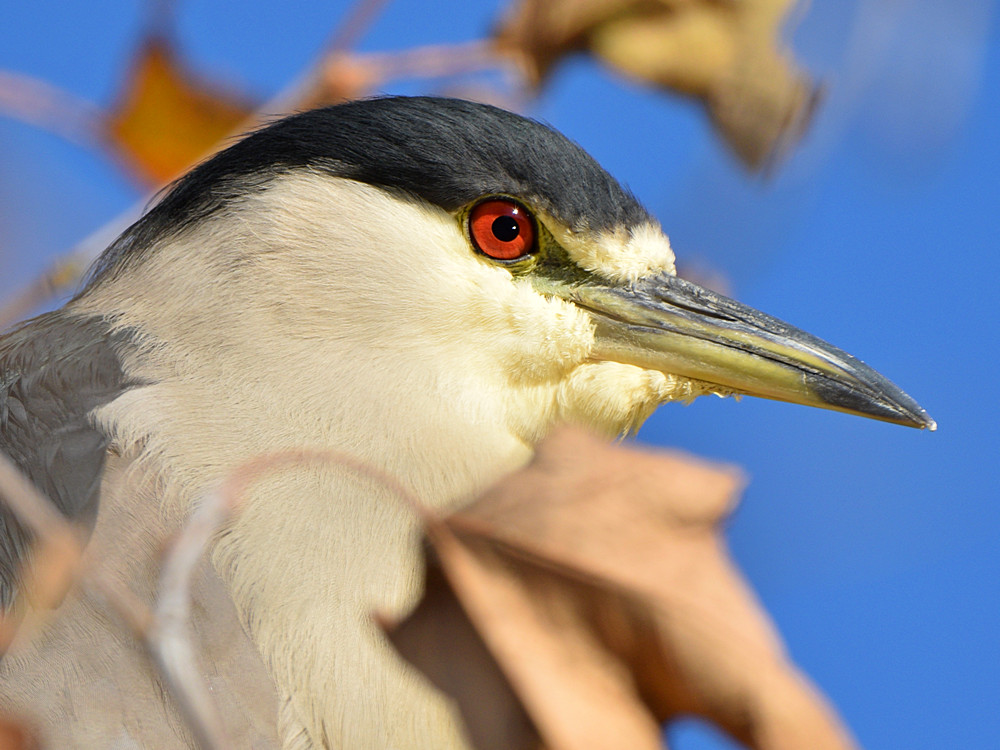 BlackHeron.jpg