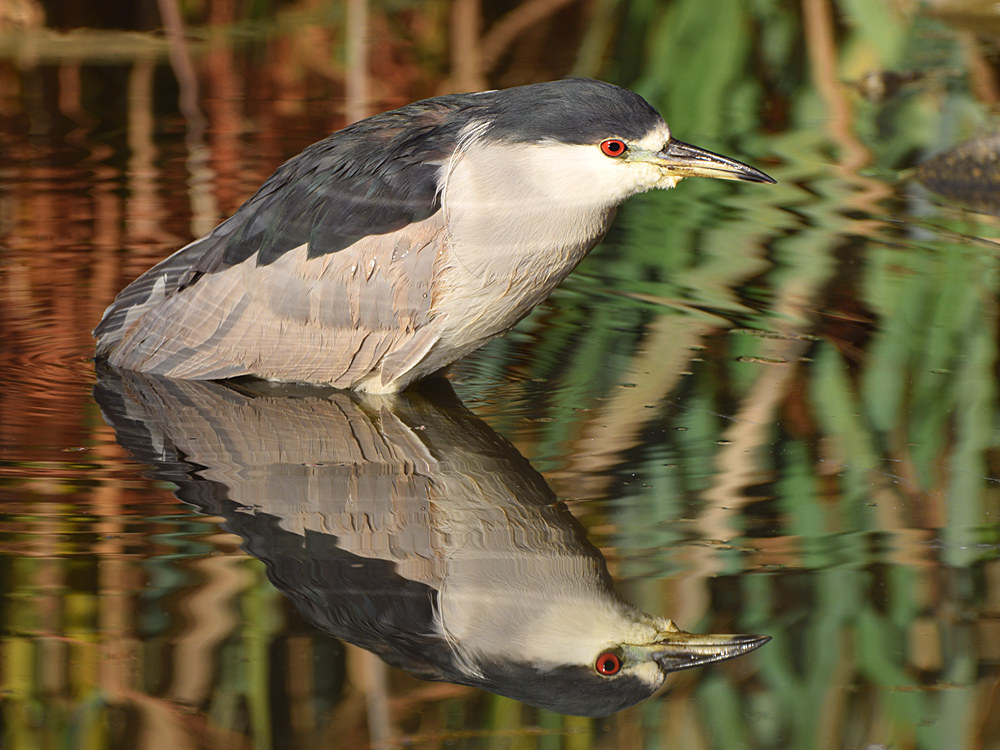 BlackHeron.jpg