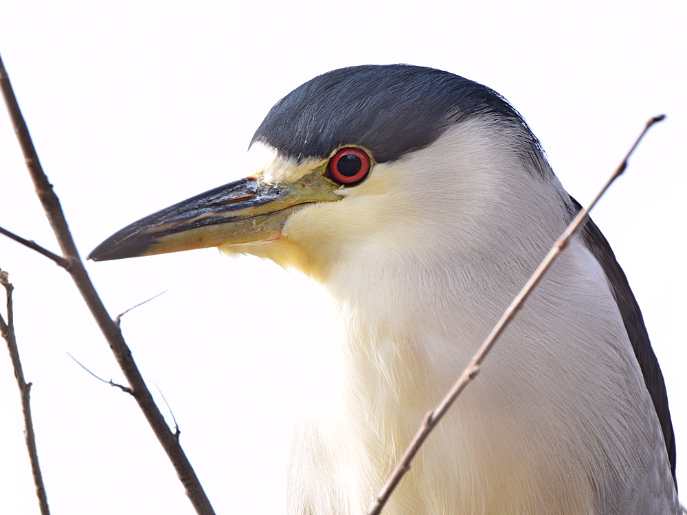 BlackHeron.jpg