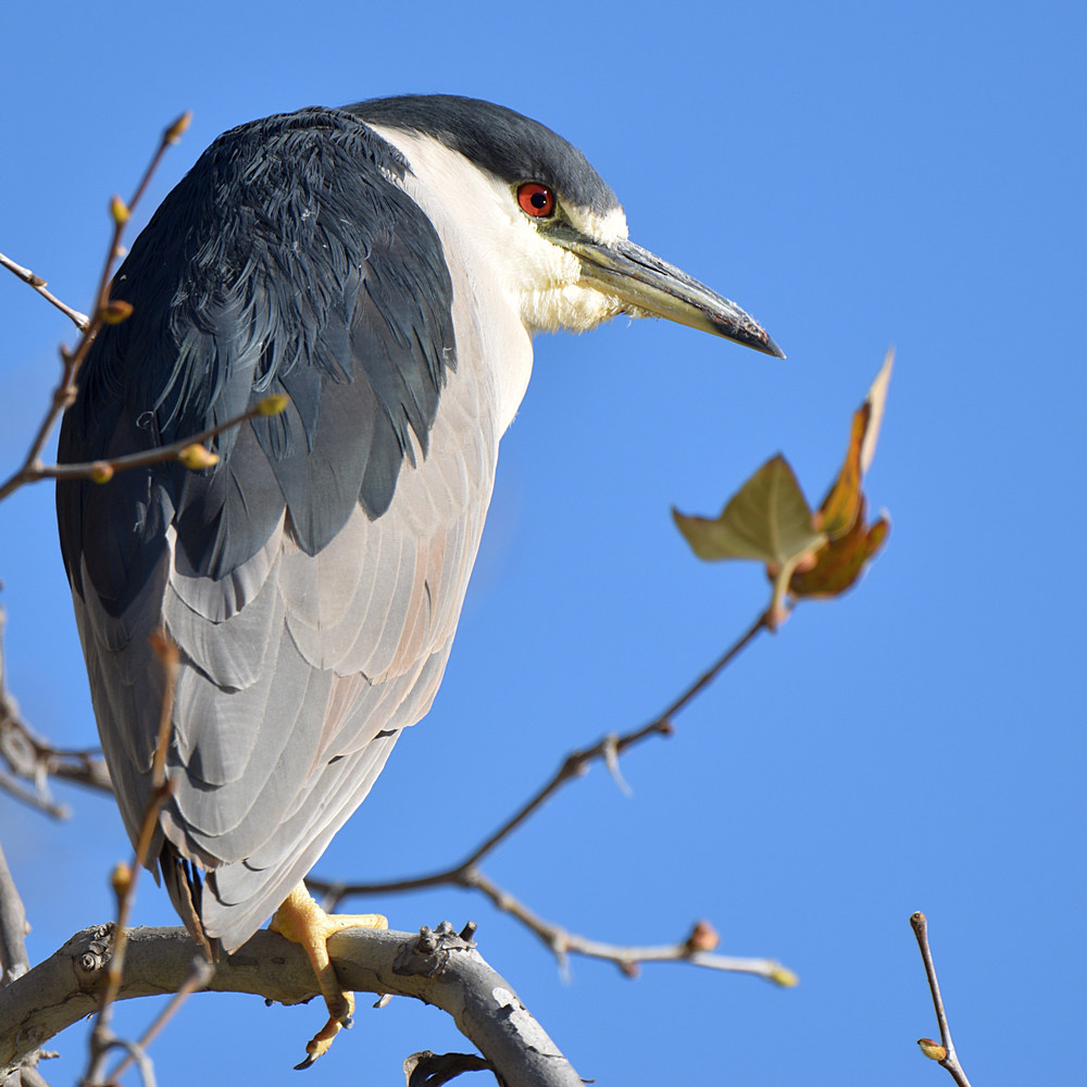 BlackHeron.jpg