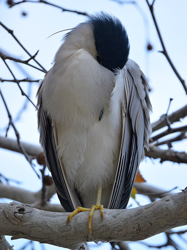 BlackHeron.jpg