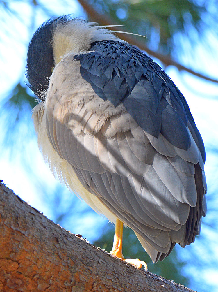 BlackHeron.jpg