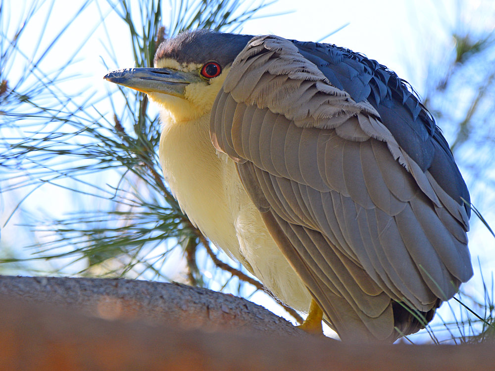 BlackHeron.jpg