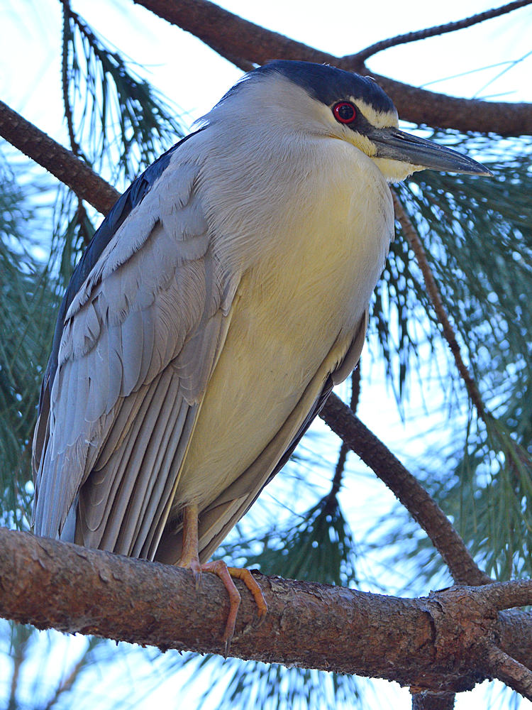 BlackHeron.jpg