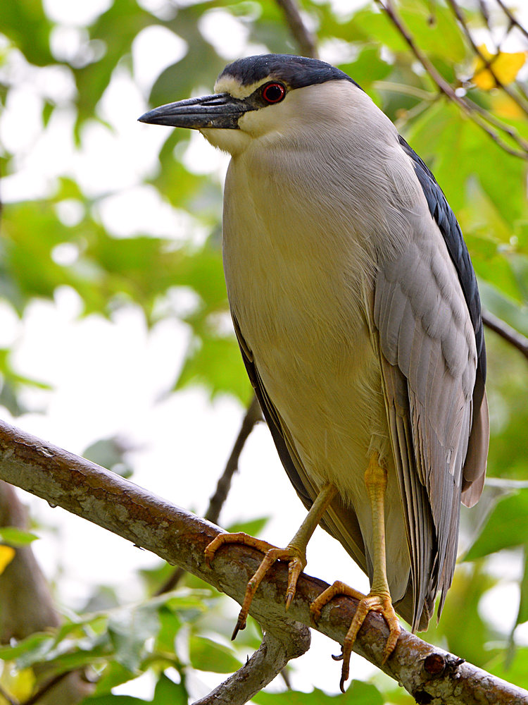 BlackHeron.jpg
