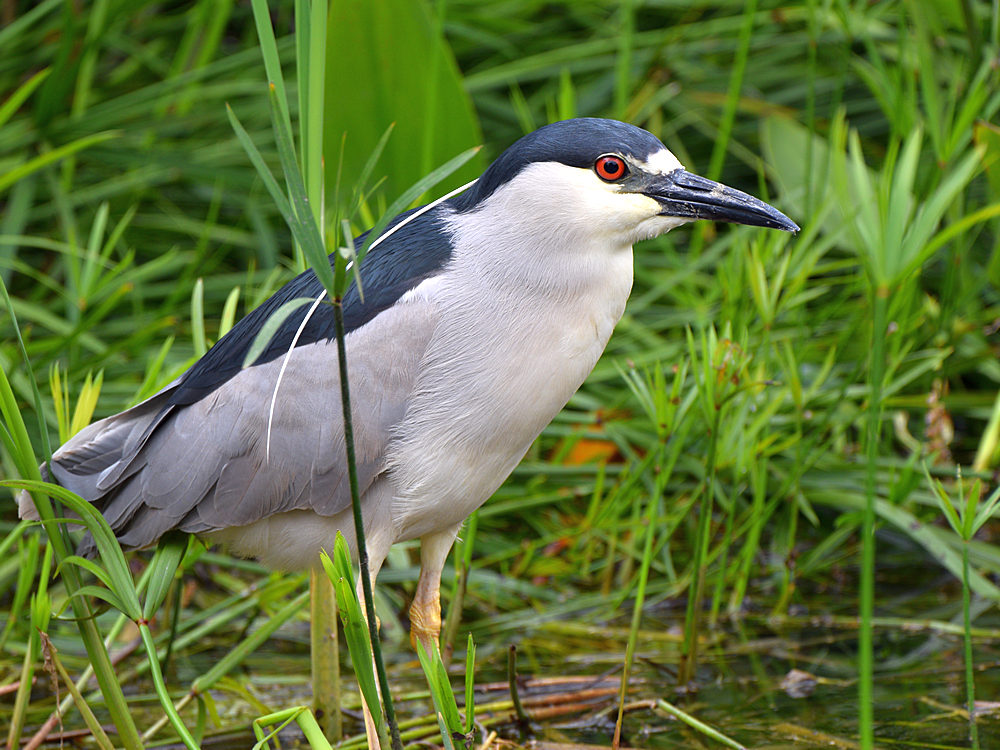 BlackHeron.jpg