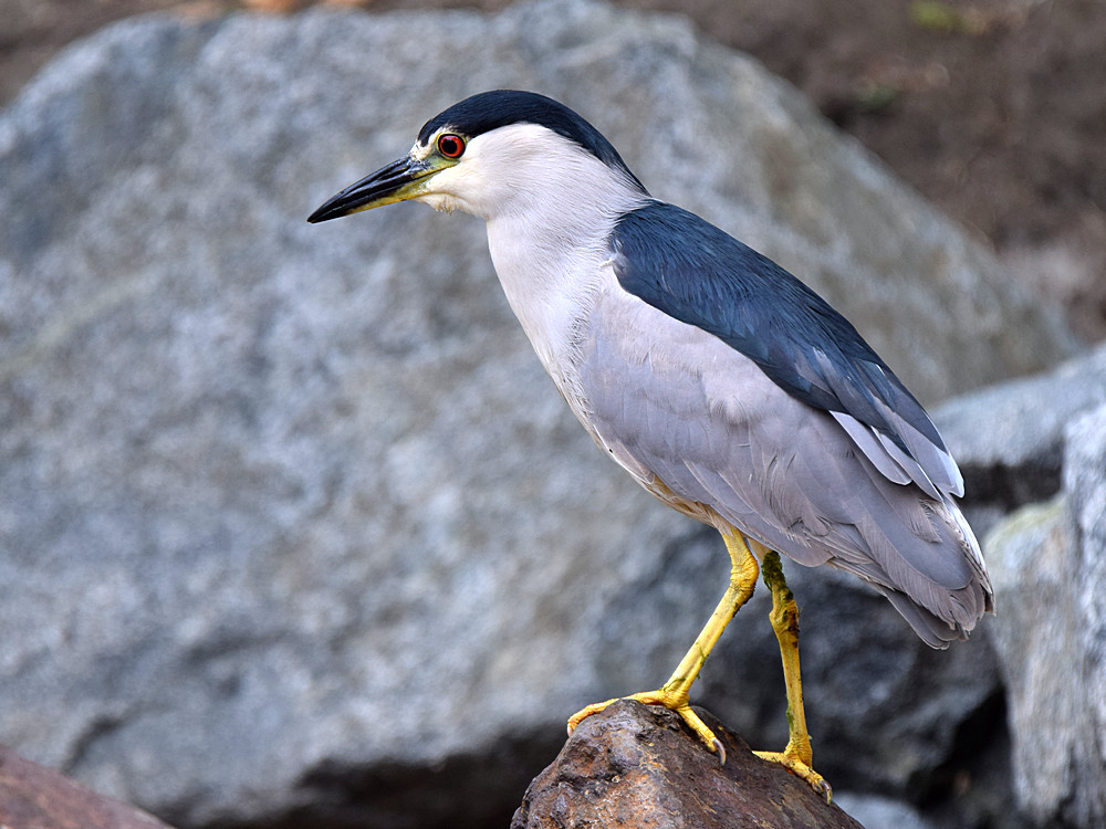BlackHeron.jpg
