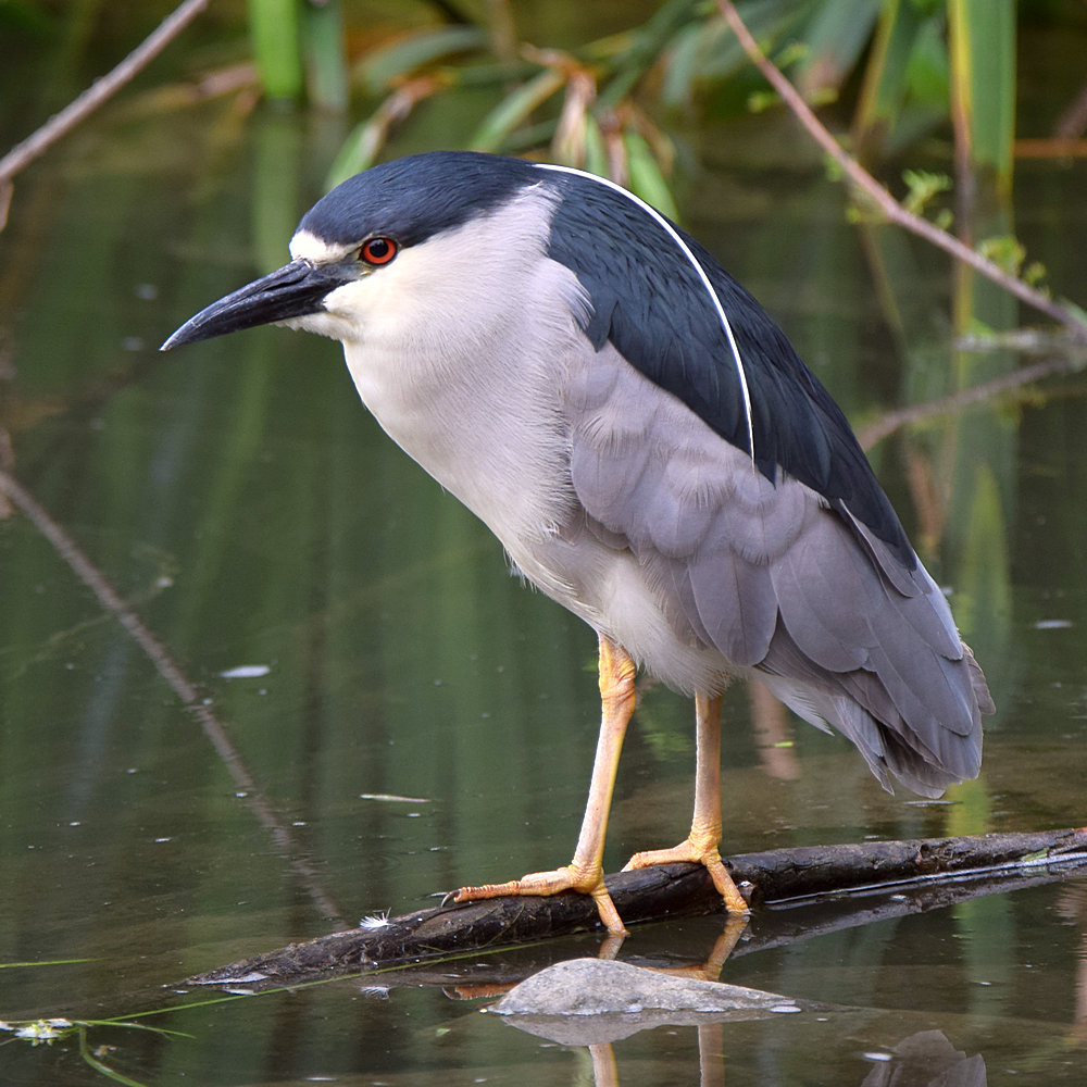 BlackHeron.jpg