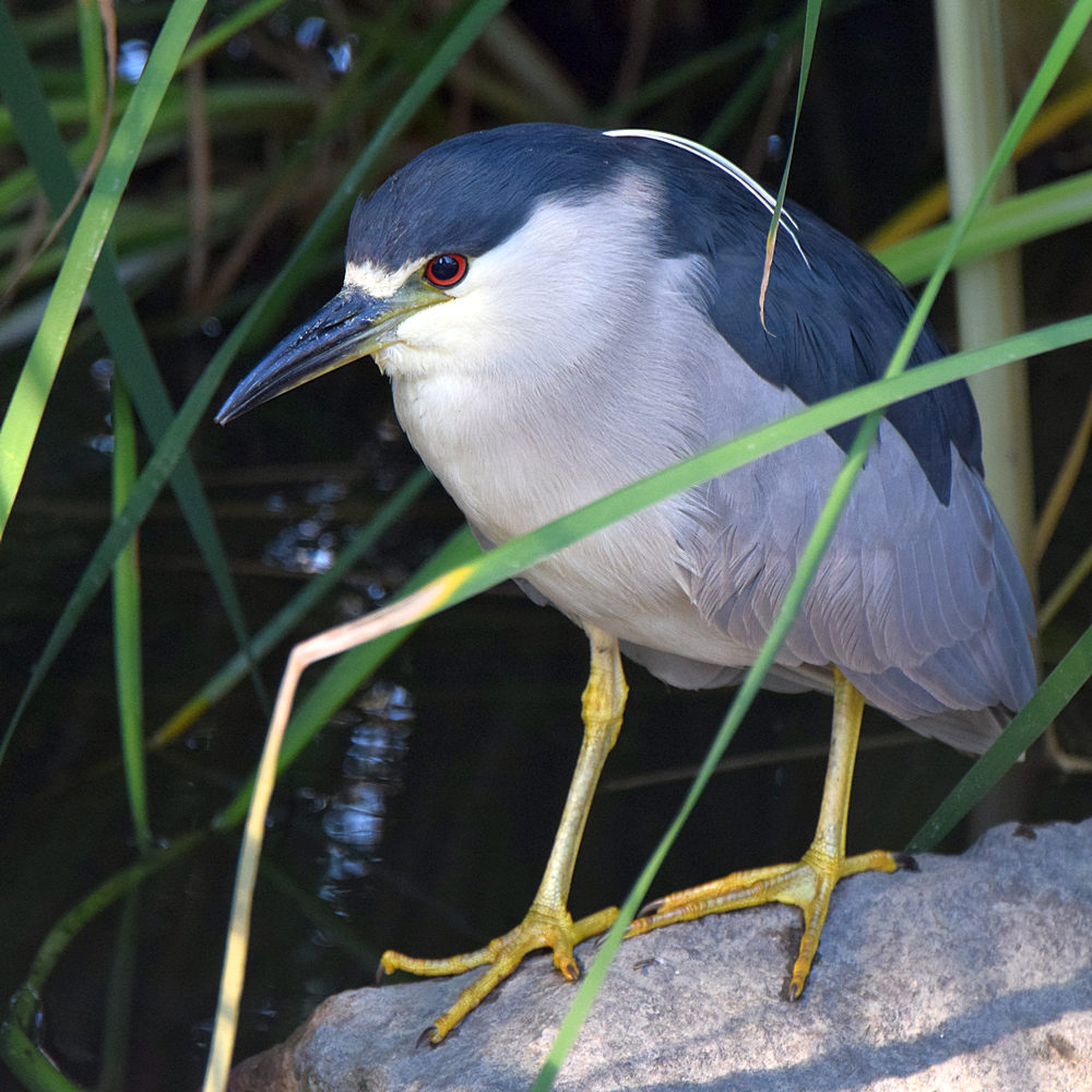 BlackHeron.jpg