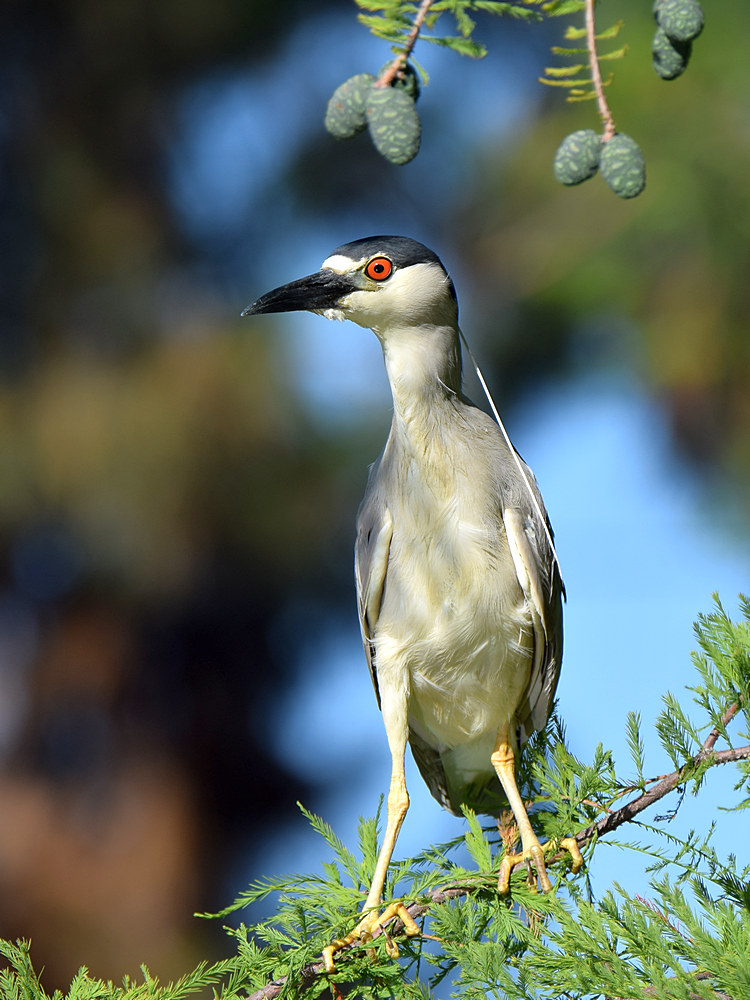 BlackHeron.jpg