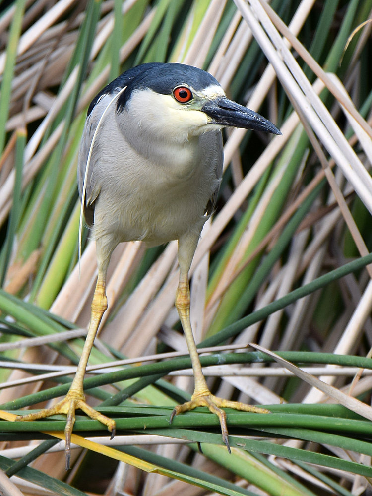 BlackHeron.jpg