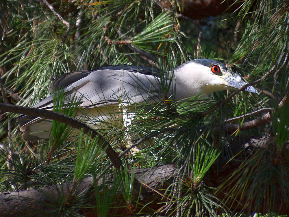 BlackHeron.jpg