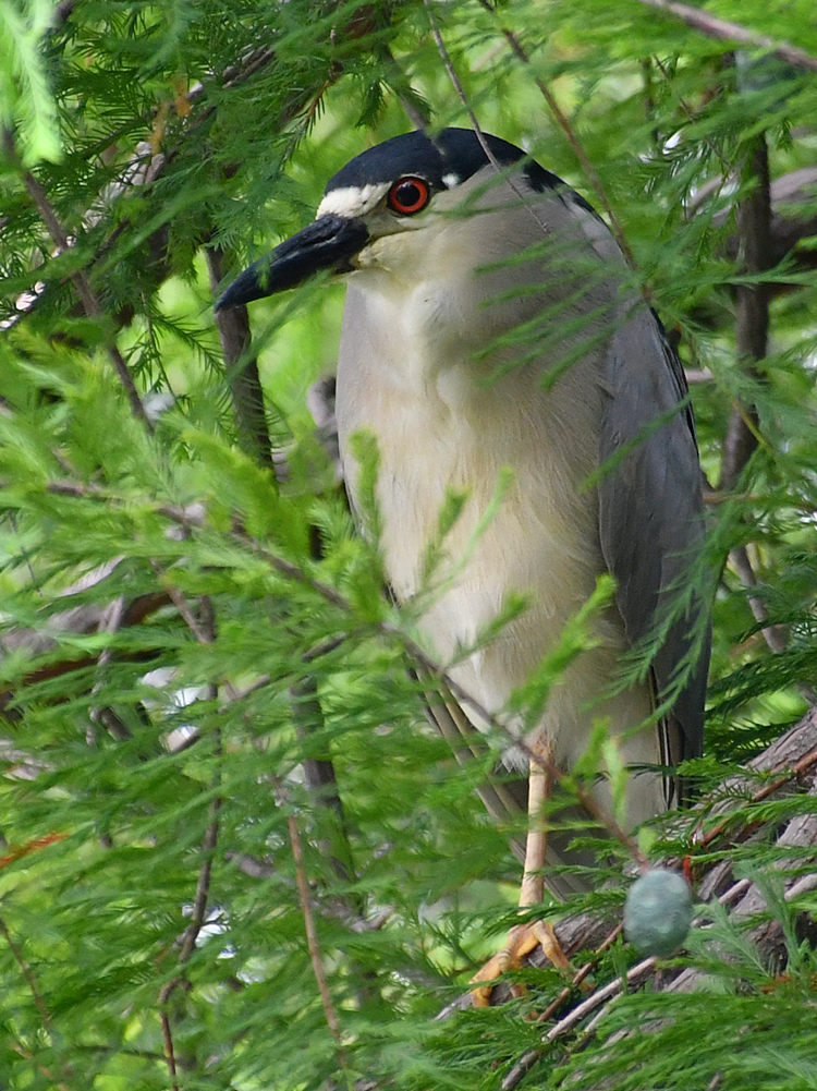 BlackHeron.jpg