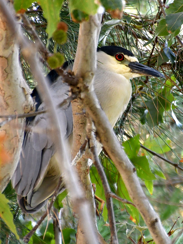 BlackHeron.jpg