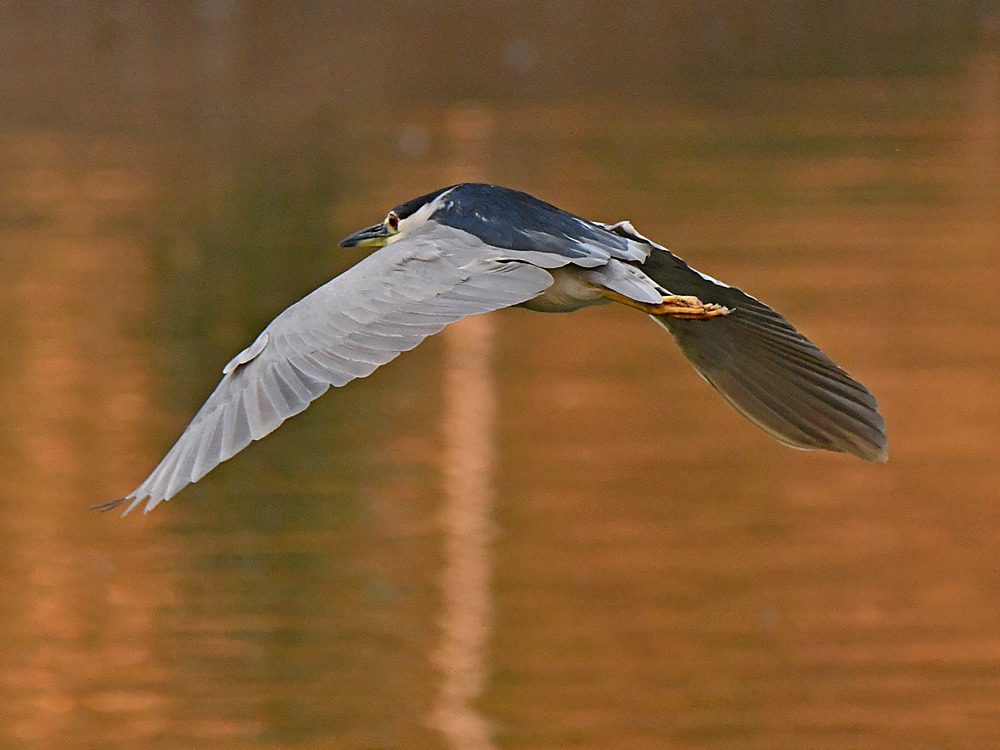 BlackHeron.jpg