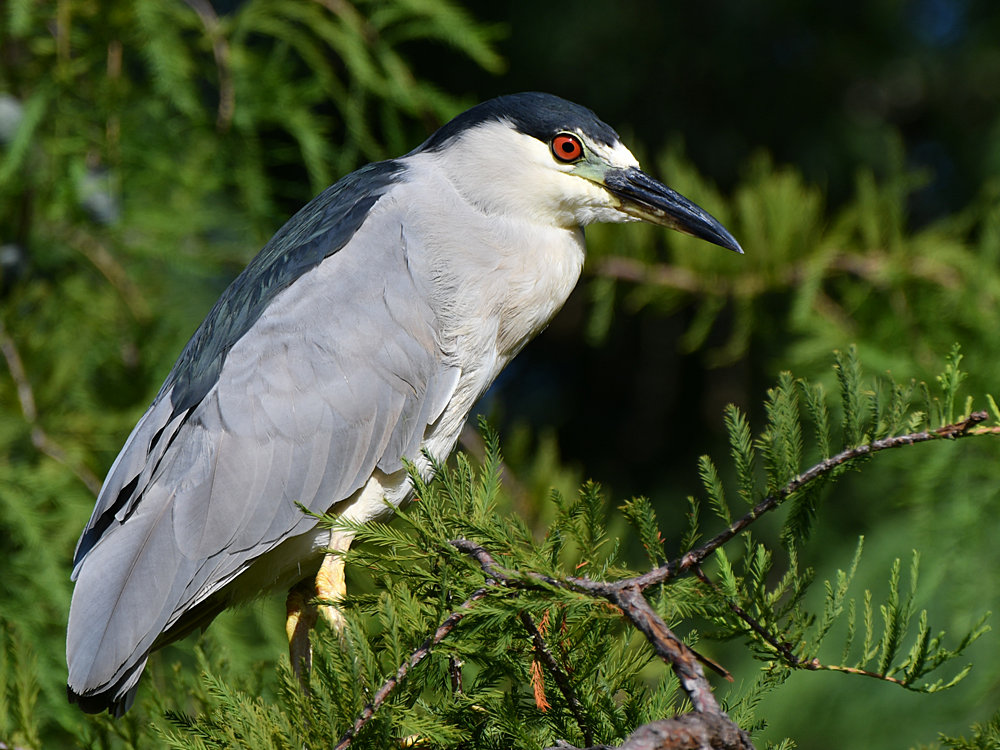 BlackHeron.jpg
