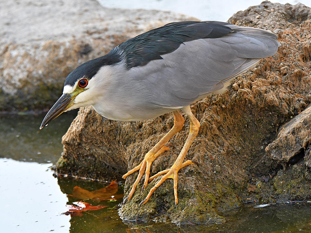 BlackHeron.jpg